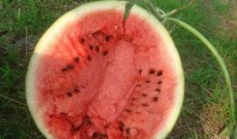 山地面瓜怎么吃,解锁美味新体验