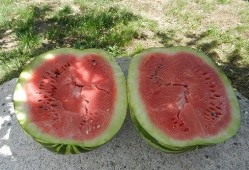 梦见买瓜孑吃,揭秘买瓜吃瓜的神秘寓意