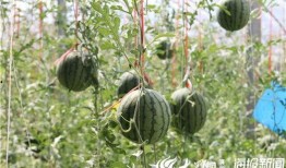 瓜哥吃瓜竹子视频,揭秘竹子背后的秘密与趣味