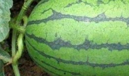 贵州医院吃瓜,揭秘背后的真相与反思