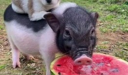 猪吃小瓜,猪儿欢享小瓜美味时光