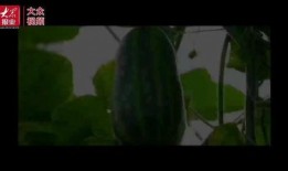 瓜哥吃瓜竹子视频,揭秘竹子背后的秘密与趣味