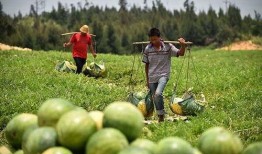 草坝镇吃瓜事件,一场引发热议的乡村奇闻