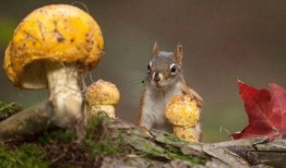 娱乐吃瓜作品推荐,吃瓜群众必看的幕后故事