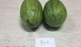 一直吃瓜会变瓜,揭秘网络时代的“瓜文化”现象