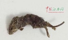 吃瓜群众老鼠视频大全,吃瓜群众视角下的老鼠生活大揭秘