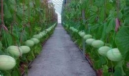 德国吃瓜群,揭秘德国人的日常生活与趣味