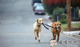 带你吃瓜搞笑遛狗图片,带你领略搞笑遛狗的欢乐瞬间