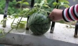 不用花钱买瓜吃