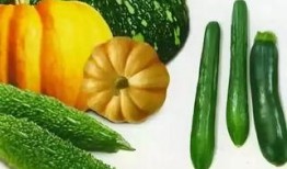 陶六六吃瓜文,揭秘娱乐圈幕后真相