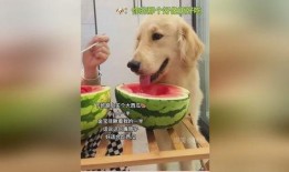 狗会吃瓜,瓜果乐园大揭秘