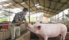 猪吃小瓜,猪儿欢享小瓜美味时光