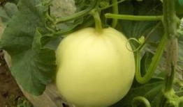 如皋常吃的瓜,探寻如皋特色瓜果美食之旅