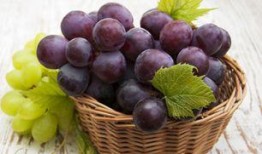 吃瓜小熊葡萄,吃瓜小熊的葡萄奇遇记