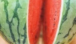 五中高二吃瓜,一场校园“吃瓜”盛宴背后的故事