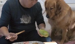 金毛与人吃瓜,温馨瞬间感动网友