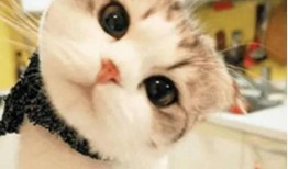 带你吃瓜猫语翻译,带你领略猫界“吃瓜”风云