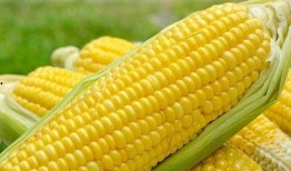 吃玉米和瓜能瘦,轻松开启健康瘦身之旅