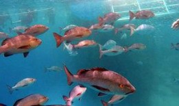 澳野仙踪吃瓜,一场奇幻吃瓜之旅