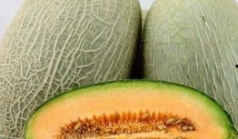 哈密瓜什么吃,探索无尽美味新境界