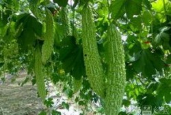 夏至吃瓜寓意是什么,消暑解渴，寓意吉祥的民间习俗