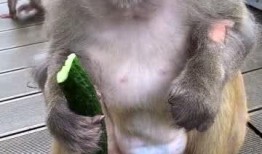 吃瓜成猴子,揭秘网络时代的“瓜文化”现象