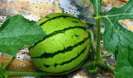 高原吃瓜,探寻高原独特的美食文化