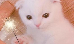 吃瓜猫猫头像高清,高清吃瓜猫猫头像魅力解析