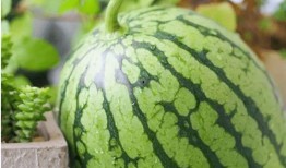 职场吃瓜现象分析,揭秘办公室八卦背后的心理与社会影响