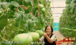 吃瓜.中国 com,网络舆论场上的热点追踪与深度解析