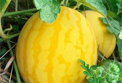 烟台上市里吃瓜,吃瓜群众眼中的行业盛宴