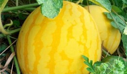 烟台上市里吃瓜,吃瓜群众眼中的行业盛宴