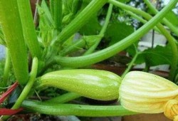 奶盆儿吃瓜,揭秘娱乐圈幕后故事