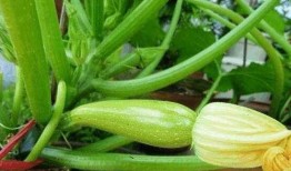 奶盆儿吃瓜,揭秘娱乐圈幕后故事