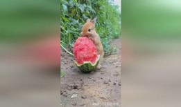 小兔跳舞吃瓜,欢乐时光尽享童趣