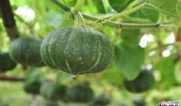 广州ttg清清吃瓜,揭秘电竞圈吃瓜背后的故事