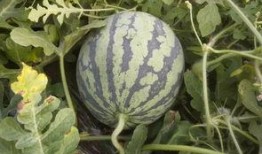 西瓜节吃瓜图片,共赴西瓜节盛宴