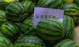 吃瓜发的句子,揭秘网络热句背后的故事