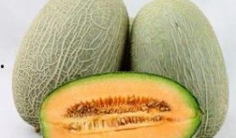 虎子吃哈密瓜,一场甜蜜的邂逅