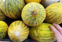 哈密瓜跟蜂蜜可以吃吗,健康美味两不误