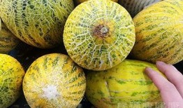 哈密瓜跟蜂蜜可以吃吗,健康美味两不误