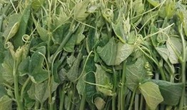 减肥吃佛手瓜行吗,天然低卡美食，轻松享瘦新选择”