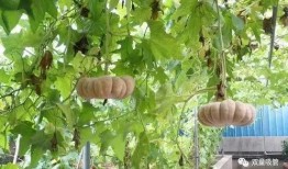 落星吃瓜,揭秘神秘星食瓜背后的宇宙奥秘