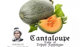 吃瓜7号,网络红人的崛起与影响力