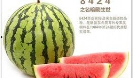 吃瓜自由基地