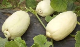 抖音吃瓜小能手哈密瓜,揭秘娱乐圈那些事儿