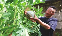凤凰王子吃瓜,揭秘宫廷秘闻背后的宫廷美食传奇