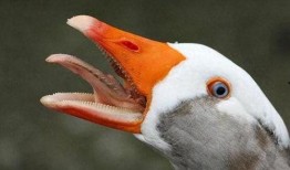 鹅吃大瓜,鹅戏瓜间乐逍遥