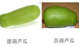 葫芦瓜可以吃籽吗,美味与营养的双重享受