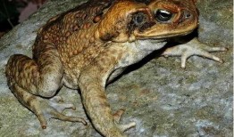 吃瓜蛤蟆头套,潮流玩具背后的故事与魅力